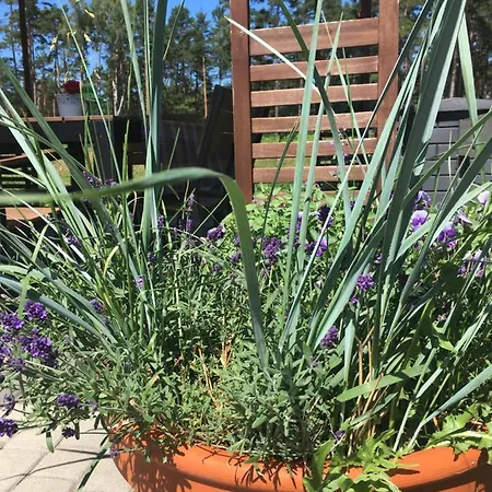 Lawendowo Mi * 科帕利诺